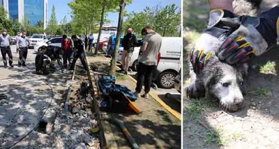 Anne köpek uyardı, Kocaeli itfaiyesi kurtardı