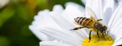 Arı Sokması Ölüme Neden Olur Mu