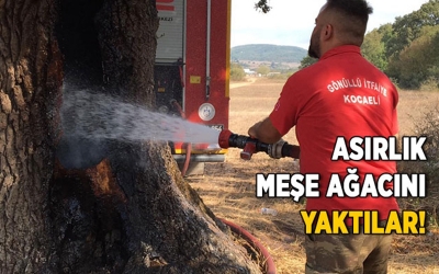 Asırlık meşe ağacını yaktılar! 