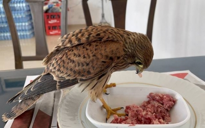 Atmaca yavrusu ile lokantacının dostluğu!