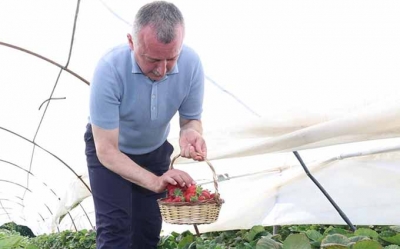 Başkan Büyükakın çilek hasadına katıldı
