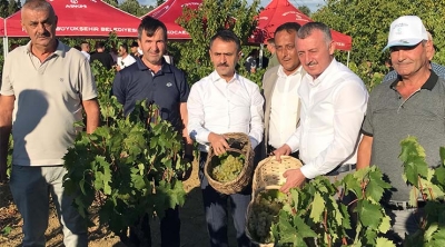 Başkan Büyükakın, İzmit’te  üzüm hasadına katıldı