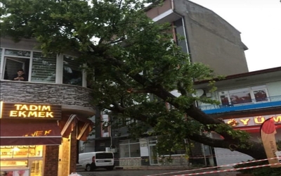 BAŞKAN SEZER YENİ ÇINAR’I KENDİ ELİYLE DİKTİ