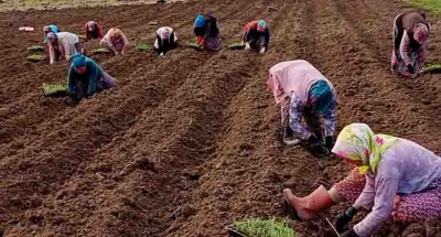 Biberiye fideleri toprakla buluşmaya devam ediyor