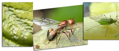 Bu canlıların insan sağlığına zararı yok