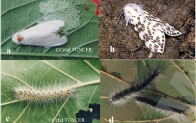 BU TIRTILLARA KARŞI DİKKAT