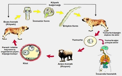 Büyük tehlike saçıyor