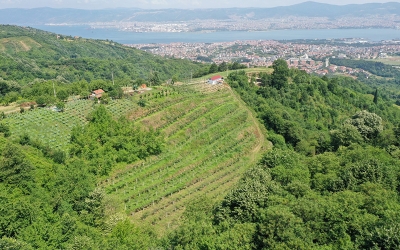 Büyükşehir destekli ‘Kivi’de yüksek verim