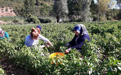 Büyükşehir destekliyor, Kocaelili çiftçiler üretiyor