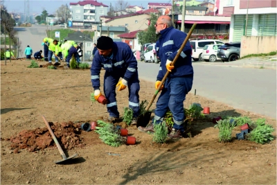 Büyükşehir, refüjleri ağaçlandırıyor