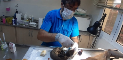 Büyükşehir Şefkati