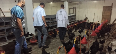 Büyükşehir’den çiftçilere gezen tavuk desteği