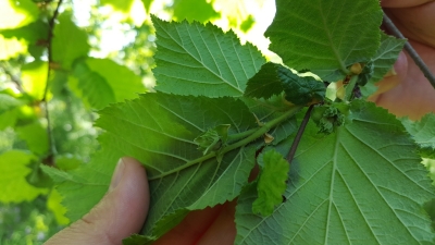 Büyükşehir’den tarımda örnek olacak bir proje daha