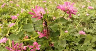 Çayır sineği ile ilgili açıklama