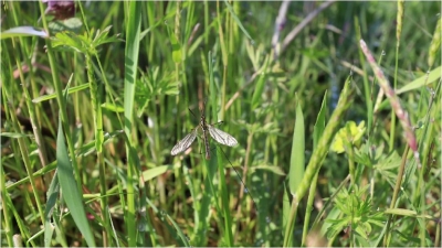 Çayır sineğine karşı bilgilendirme
