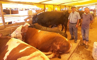 Çayırova’da kurbanlıklar satışı devam ediyor