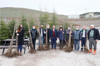 çiftçilere 4 bin ceviz ve kiraz fidanı