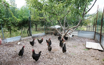 Çiftçiye 20 bin tavuk desteği