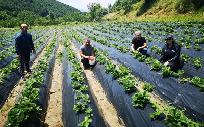 Çilek bahçelerin kontrolünü yapıyor