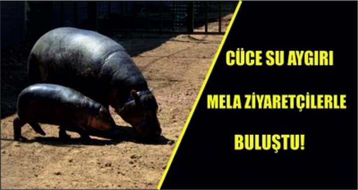 Cüce su aygırı Mela ziyaretçilerle buluştu!