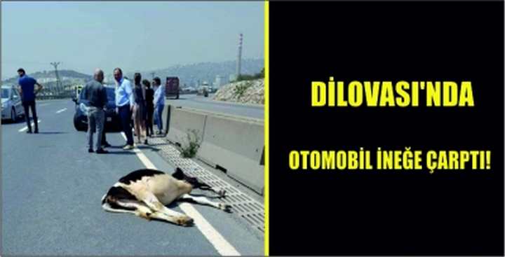 Dilovası’nda otomobil ineğe çarptı!