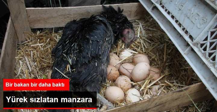 YÜREK SIZLATAN MANZARA