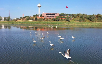 Fener Gölü’nün misafirleri; Flamingolar
