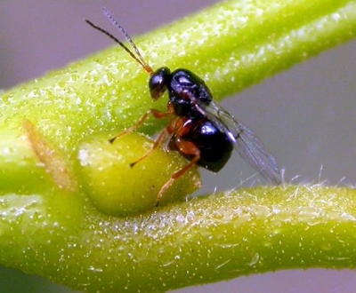 GAL ARISI SORUNU MECLİS GÜNDEMİNDE