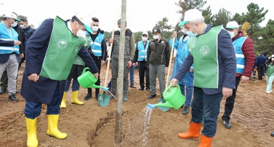 Gaziler’de yüzlerce ağaç toprakla buluştu