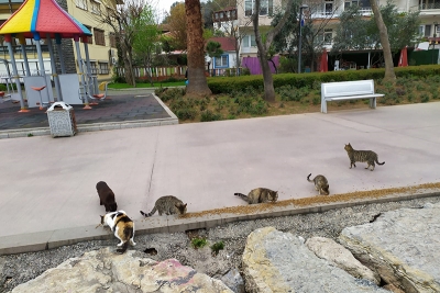 Gebze Belediyesi sokak canlarını unutmadı