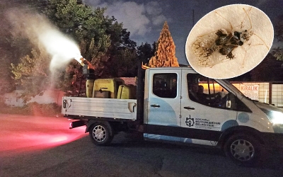 Gebze, Darıca, Çayırova'da böcek istilası