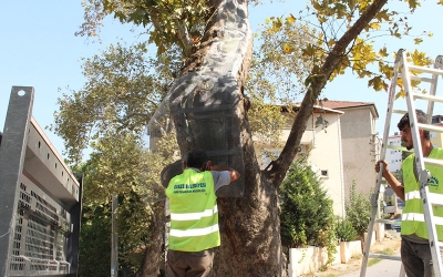 Gebze’de ağaçlara özenli koruma