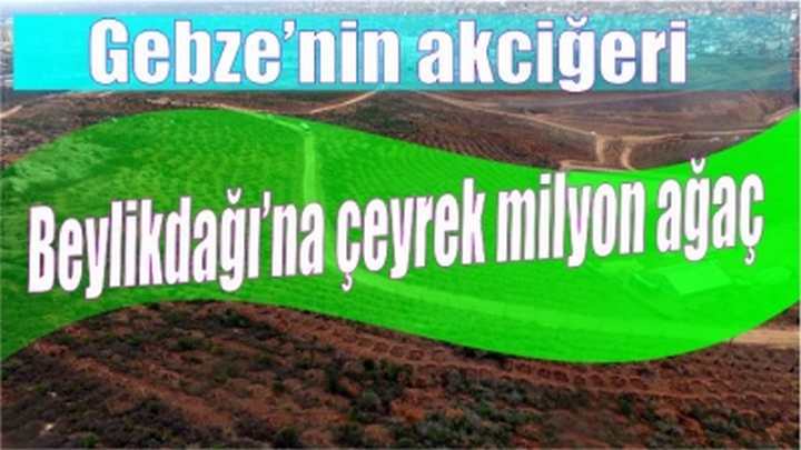 Gebze’nin akciğeri Beylikdağı’na çeyrek milyon ağaç