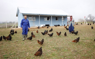 Gezen tavuk desteği için son tarih 3 Temmuz
