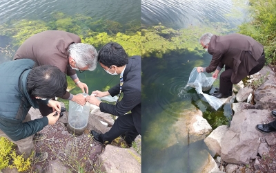 GÖLETLERE SAZAN YAVRUSU BIRAKILDI