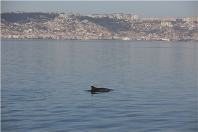 görsel şölen sundu