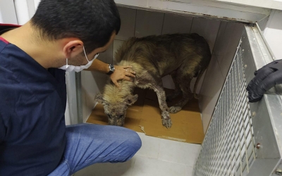 Hasta köpeğin yardımına koştu