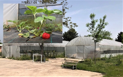 İhtiyaç sahibi ailelere dağıtılacak