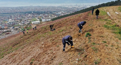 İlimtepe Dolgu Alanı’na 8 bin Toros Sediri dikilecek