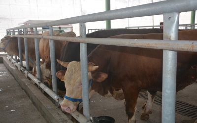 İlk kurbanlıklar geldi