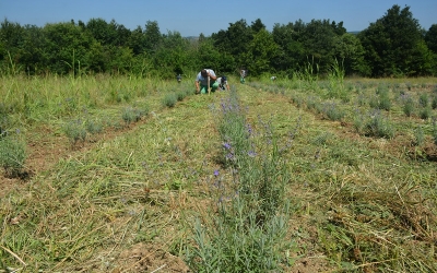 İzmit Belediyesi’nin lavantaları çiçek açtı