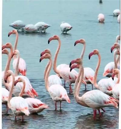 İzmit Körfezi'nde pembe flamingoların dansı