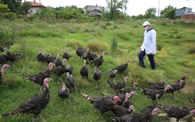 Kandıra Hindisi markası yeniden hayat bulacak
