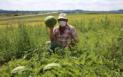 Kandıra Karpuzu ağızları tatlandırıyor