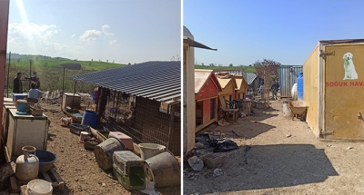 Kandıra’dan getirilen Sokak Hayvanları Büyükşehir bakımında