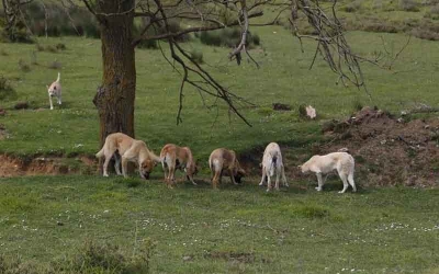 KARTEPE’DE SOKAK HAYVANLARI İHMAL EDİLMİYOR