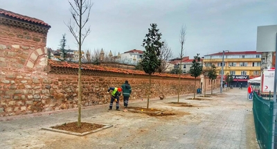 Kent Meydanı Manolya Ağaçları ile Süsleniyor