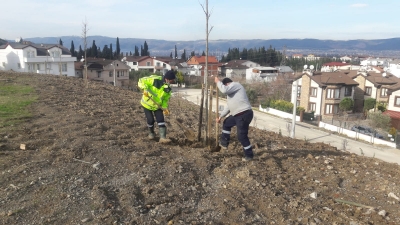 Kestanelik alanı ağaçlandırıldı