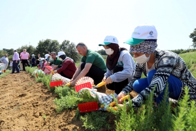 Kocaeli'de 2,6 Milyon Dikildi Hasata Başlandı