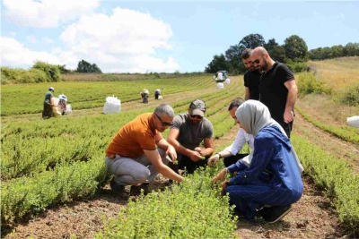 Kocaeli'de melisa hasadı başladı